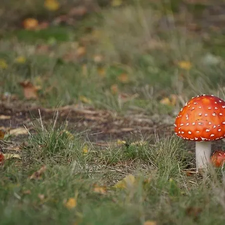 Meeresbraut Comfortable