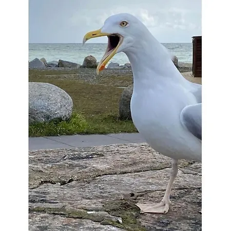 Meeresbraut Comfortable Casa de Férias *